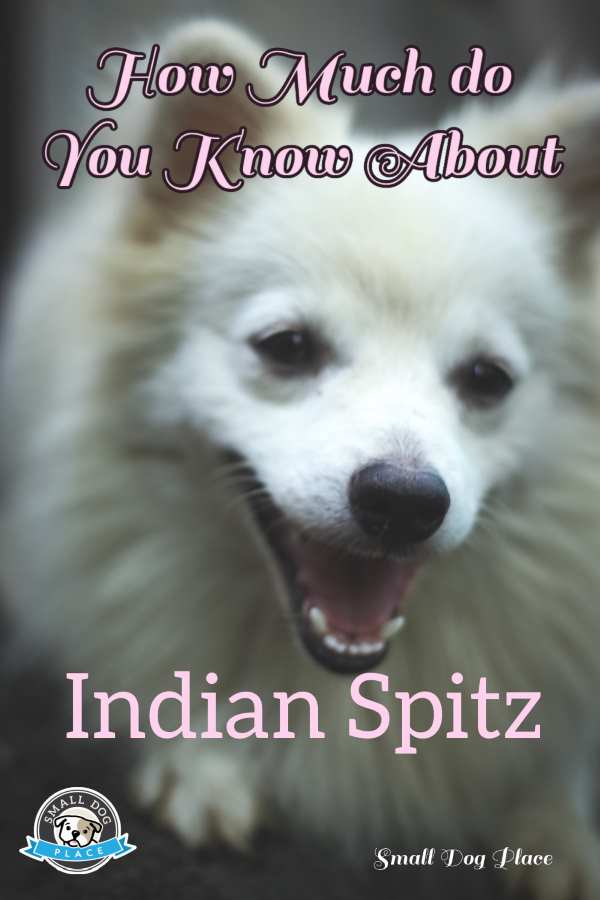 Indian Spitz Pin