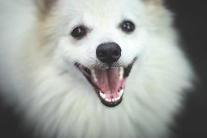 Face of the Indian Spitz