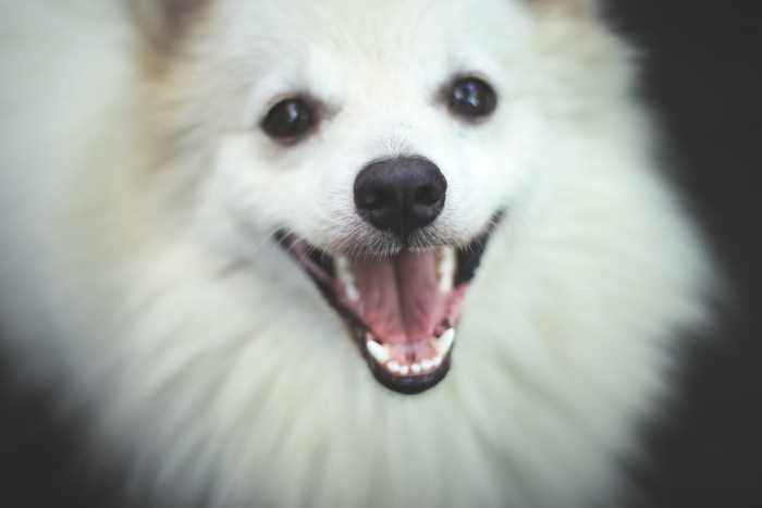 Indian Spitz Complete Dog Breed Profile Plus Pros And Cons Indian Spitz Complete Dog Breed Profile Plus Pros And Cons