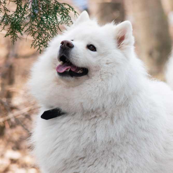 Thick coated Indian Spitz