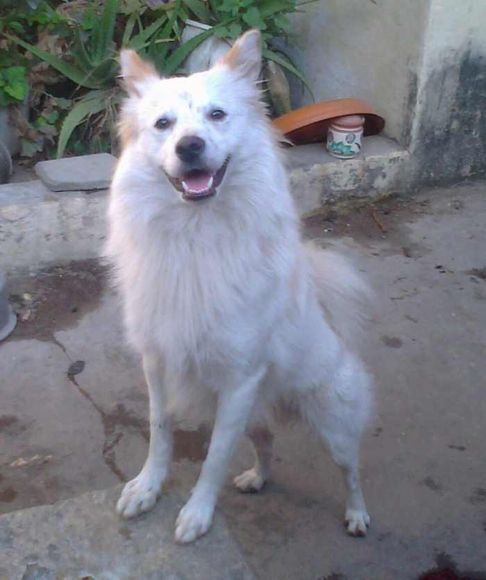 are indian spitz aggressive