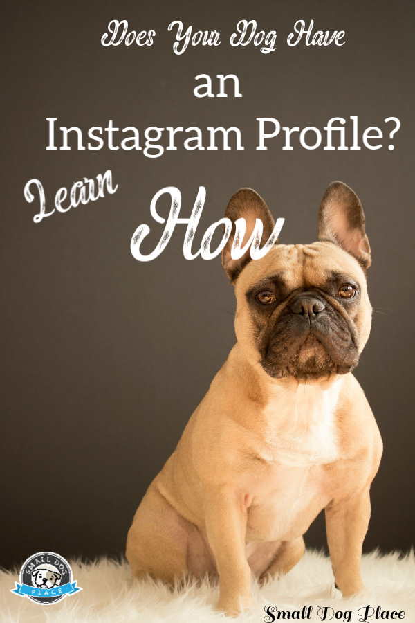Instagram Profile For Your Dog Pin