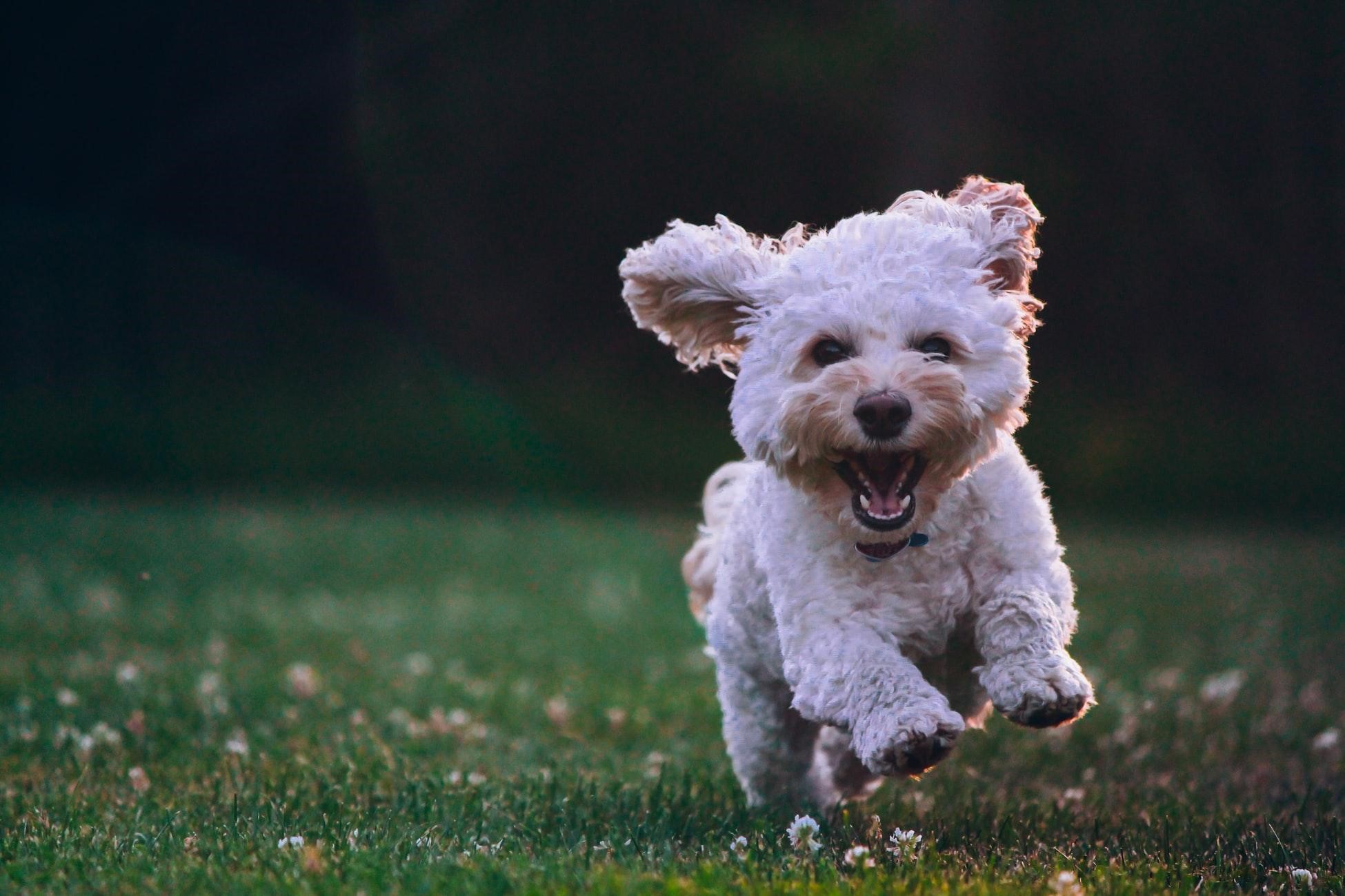 A happy dog is running in a grassy field.