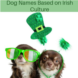 Two small dogs are wearing green sunglasses and a green hat.