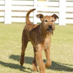 Irish Terrier