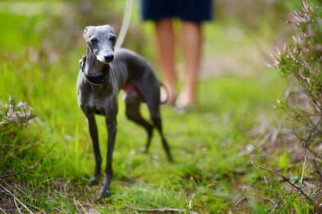 An Italian Greyhound is taking a walk