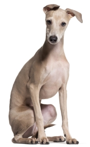 Italian Greyhound