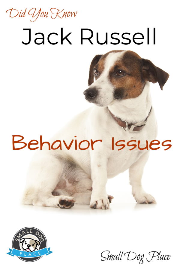 Jack Russell Behavior Issues Pinnable Image