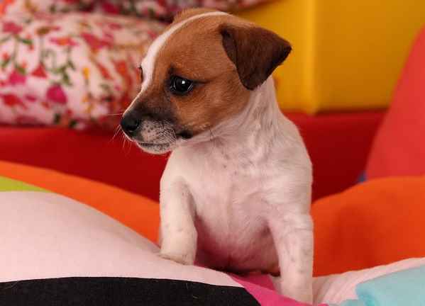 Jack Russel Terrier en Chihuahua Mix