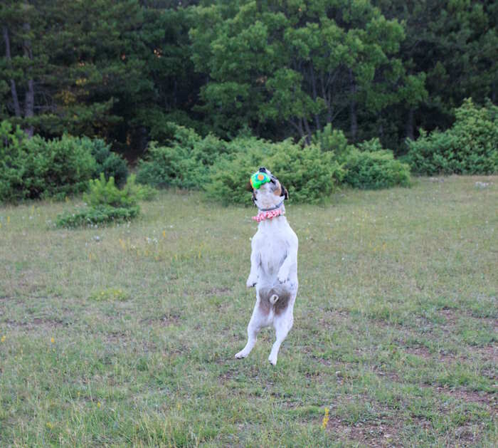 Jack Russell, Milo is jumping to catch a dog toy