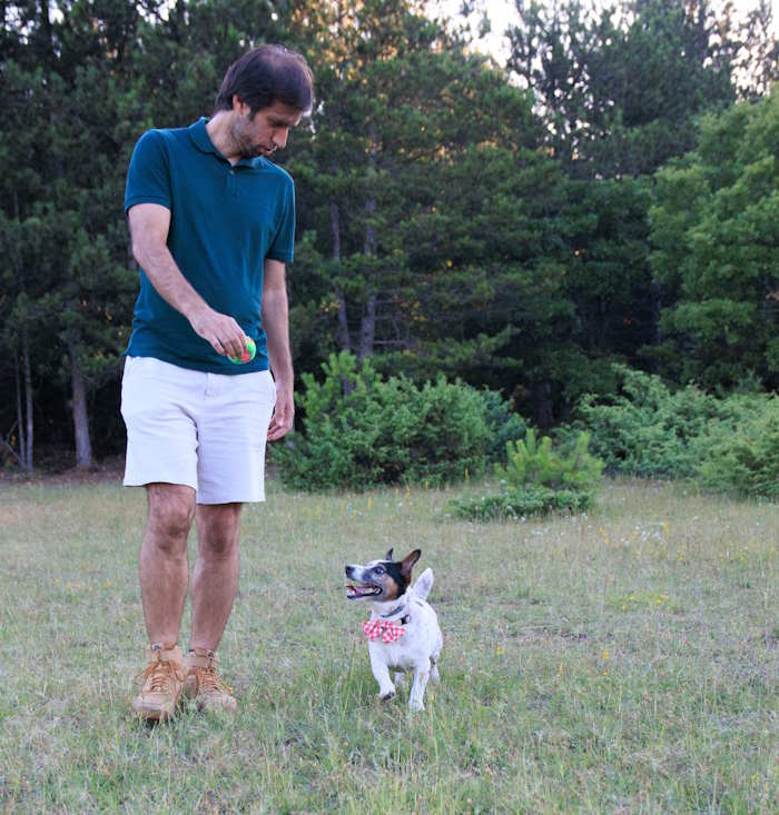 Jack-Russell, Milo is being trained by his owner