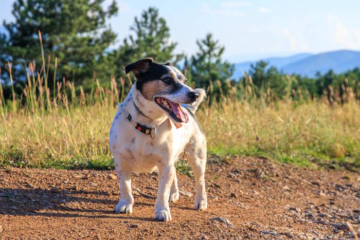 Jack Russell Terrier named Milo standing on a path