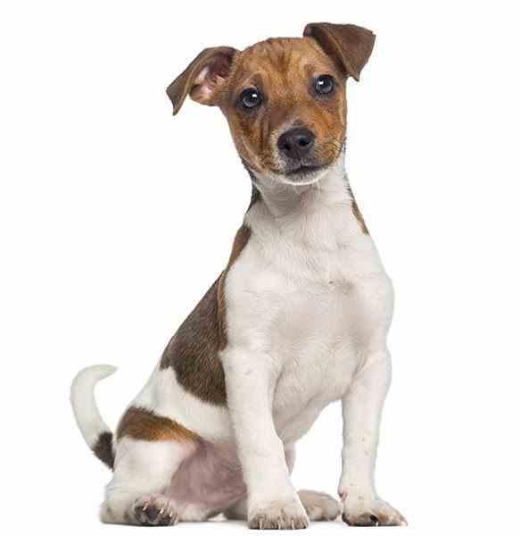 Jack Russell Terrier Jack Russell Terrier