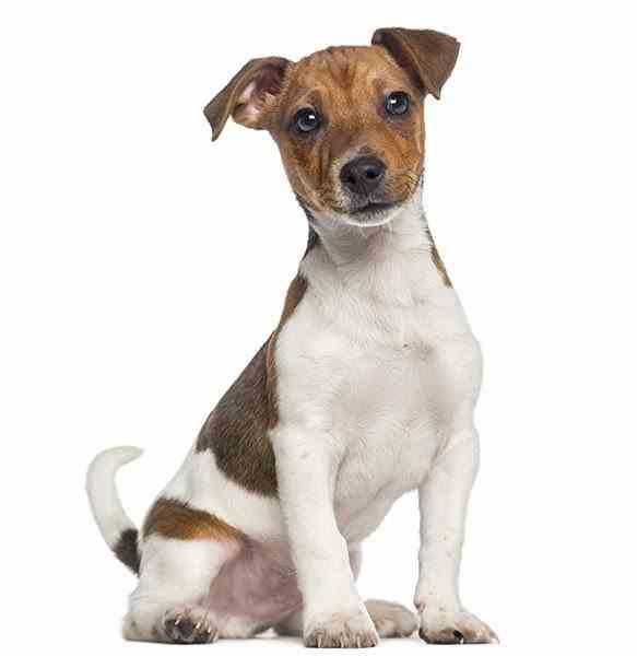 Jack Russell Terrier