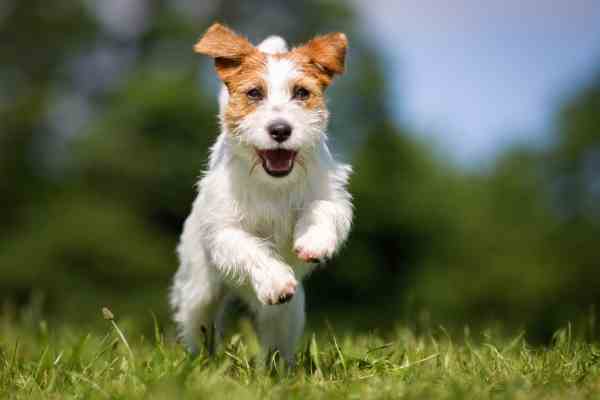 miniature long haired jack russell