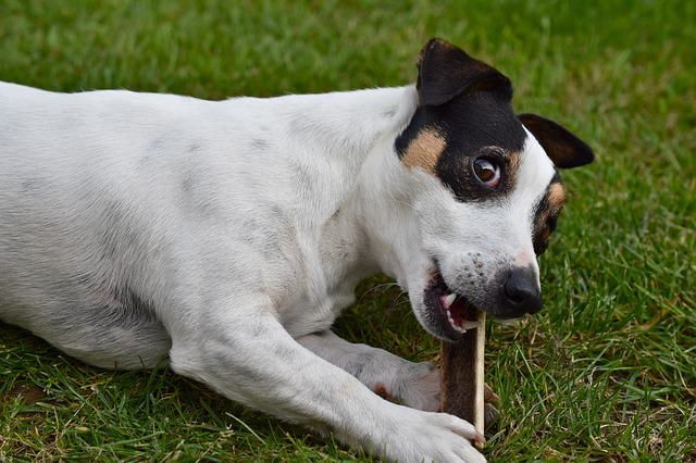 Jack Russell Terrier is lying on a grassy field chewing a stick.