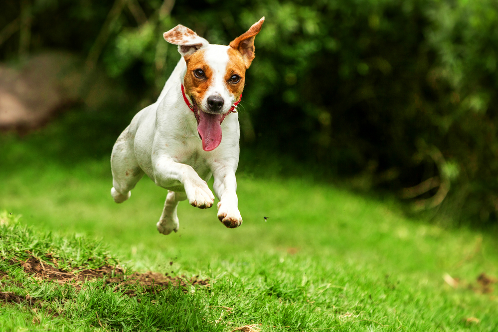 A young Jack Russell is running through a field.