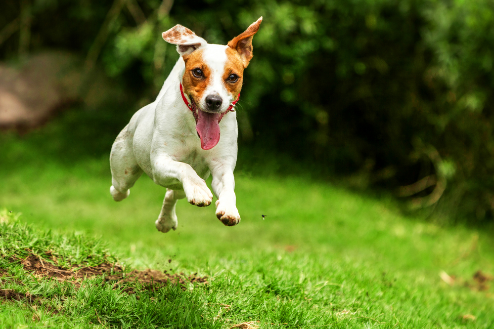 Many Jack Russell Terriers are known to be hyperactive. A young Jack Russell is running through a field.