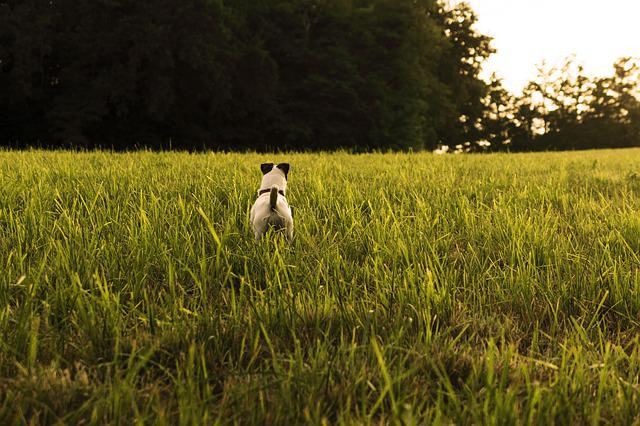 Jack Russell dog is running away from the camera.
