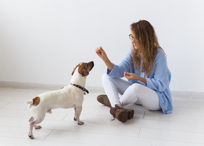 A woman is training a Jack Russell terrier using food treats.