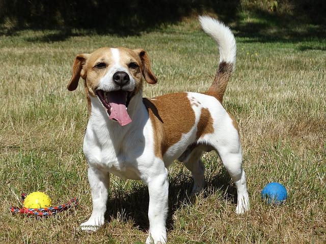 A young Jack Russell Terrier standing in a grassy field waiting to play fetch.