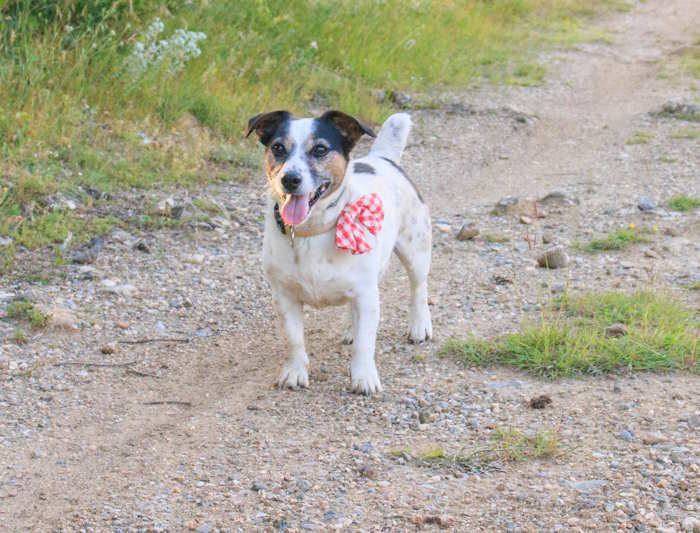 Jack Russell, Milo is wearing a red and white bow on his collar