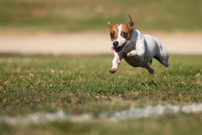 A Jack Russell Terrier running towards the camera.