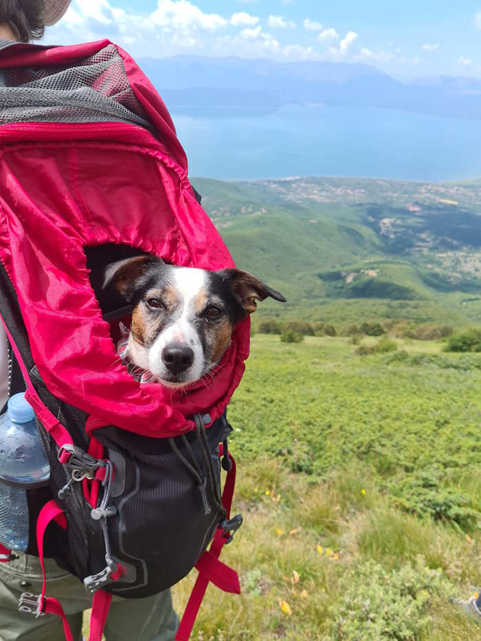 Jack Russell, Milo riding in a backpack.