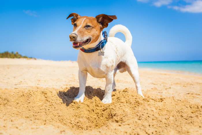 A Jack Russell Terrier standing on a sandy beach