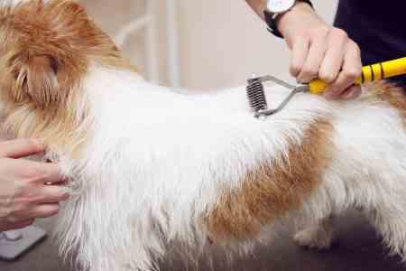 Grooming the Jack Russell Terrier
