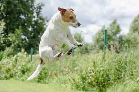 A Jack Russell is jumping and ready to pounce on something
