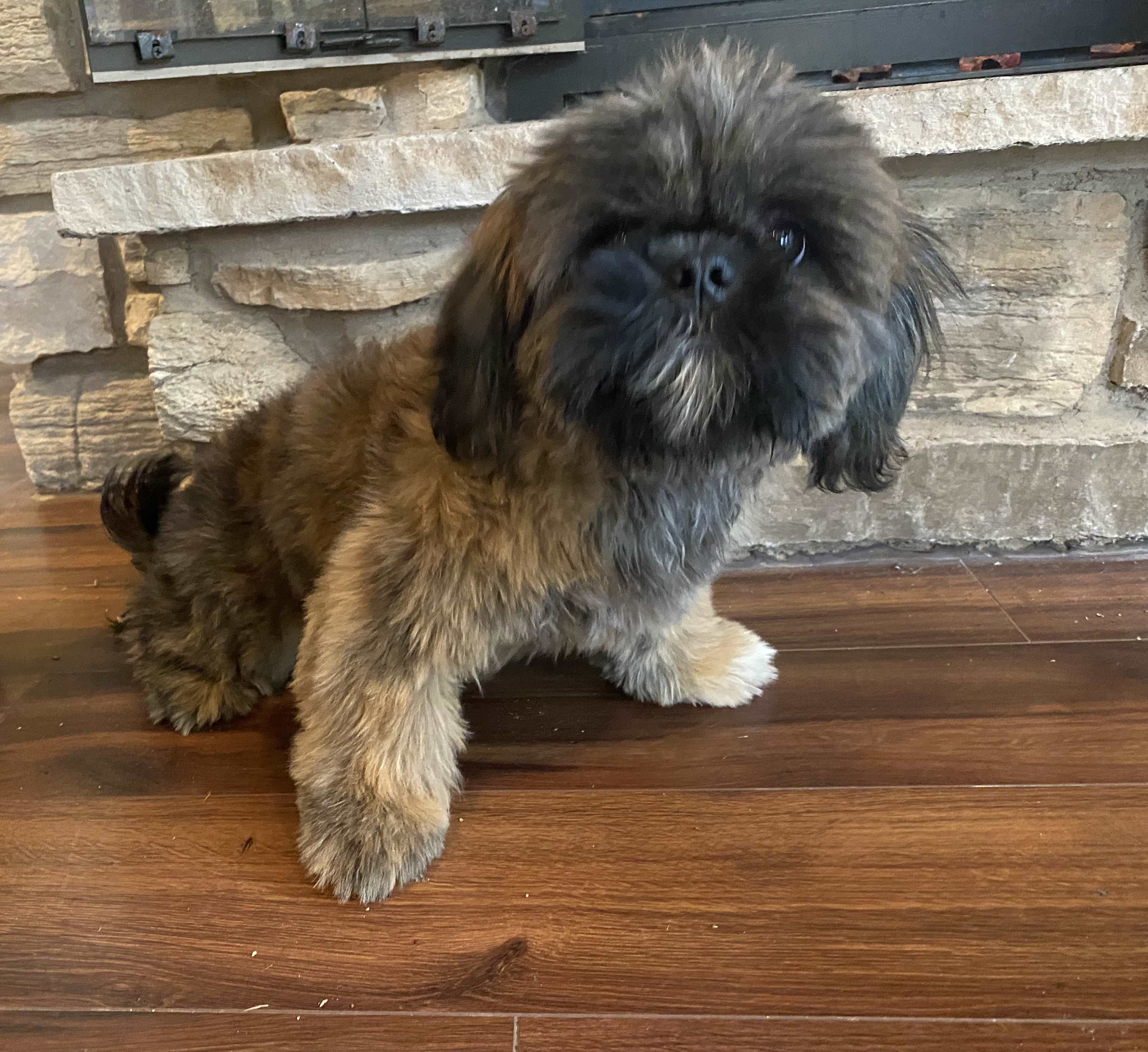 A brindle colored Shih Tzu puppy