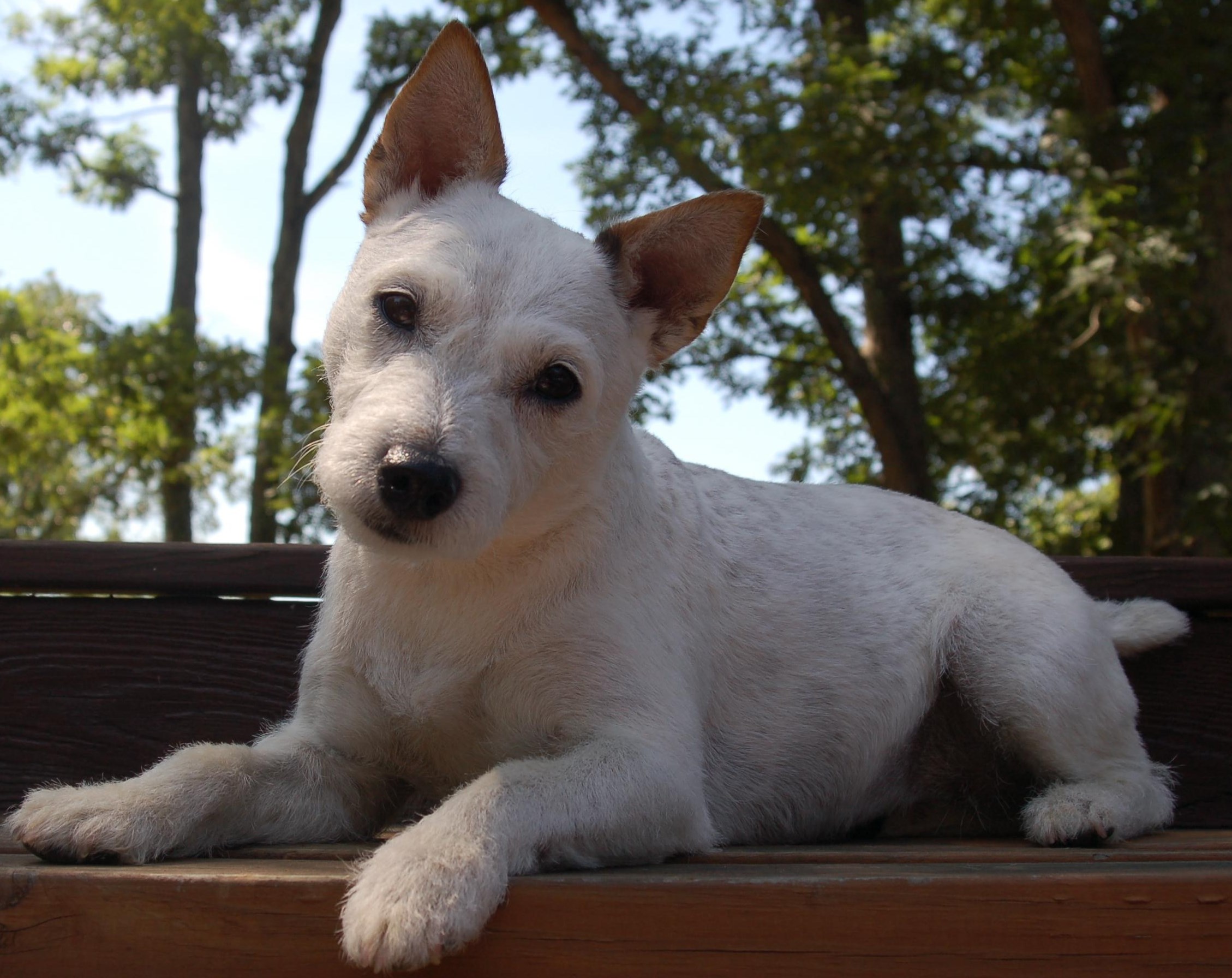 jack russell terrier