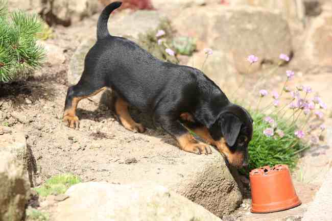 This German Hunting Terrier puppy is bold, curious and fearless. This German Hunting Terrier puppy is bold, curious and fearless.