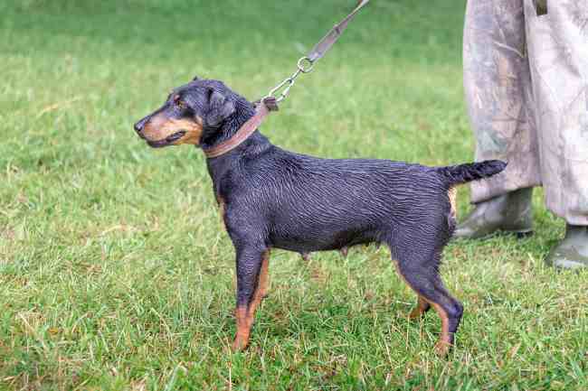 Here's a wet Jagdterrier ready for the hunt.