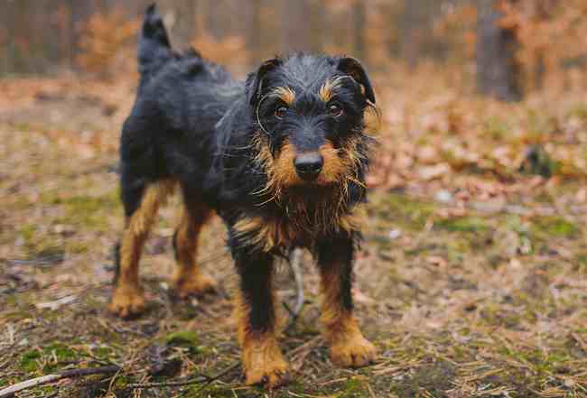 The German Hunting Terrier is bold, strong-willed, and intelligent.