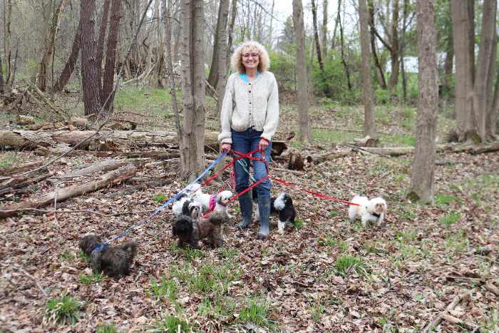 A woman is walking a pack of dogs