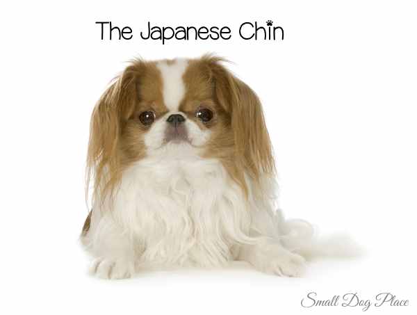 white japanese chin