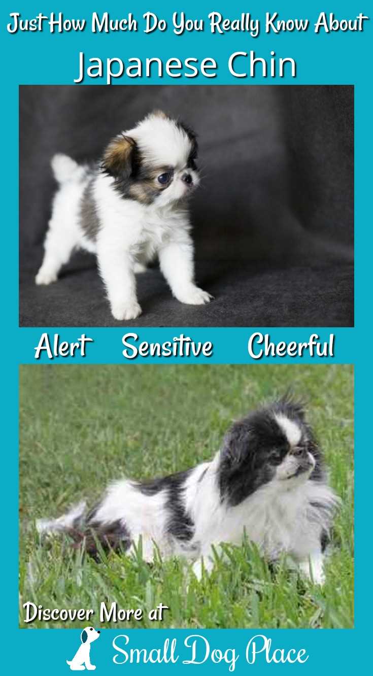 The Japanese Chin, Affectionate, Mild Mannered and the best Lap Warmer The Japanese Chin, Affectionate, Mild Mannered and the best Lap Warmer