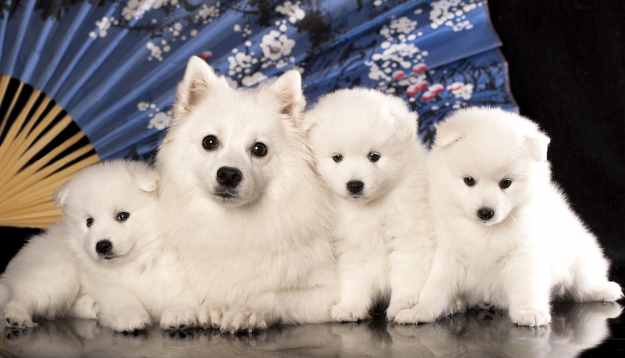 teacup japanese spitz