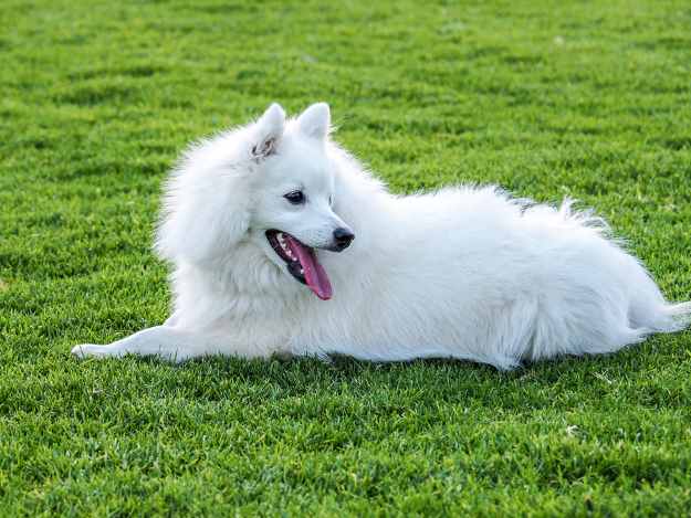 Japanese Spitz Dog Breed Information And Pictures