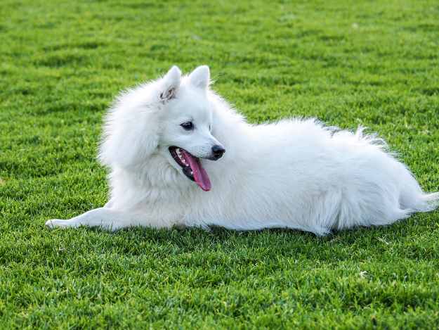 is japanese spitz easy to train