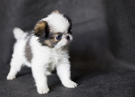 white japanese chin puppies for sale