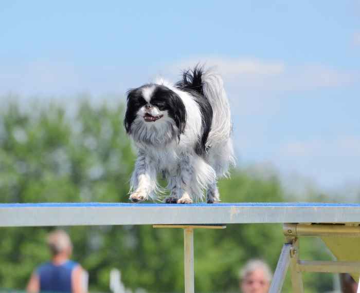 Japanese chin doing an agility match Japanese chin doing an agility match
