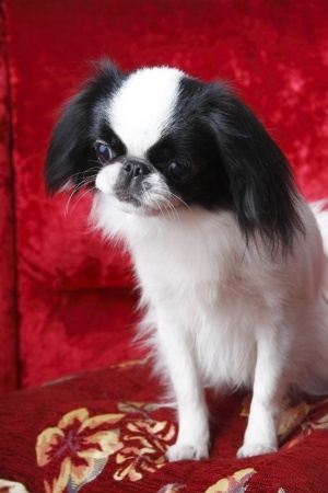 Japanese Chin Japanese Chin Portrait