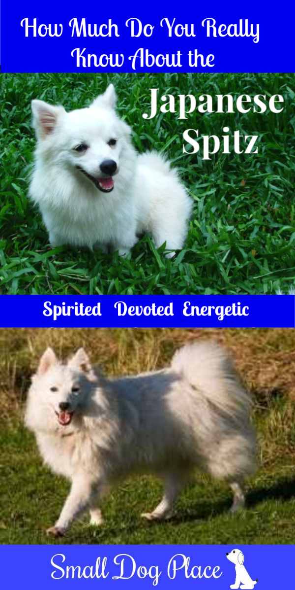 Japanese Spitz Dog Breed Information And Pictures