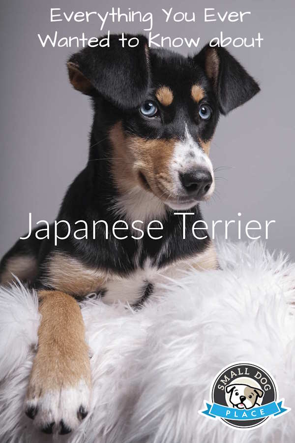Japanese Terrier Pinnable Image