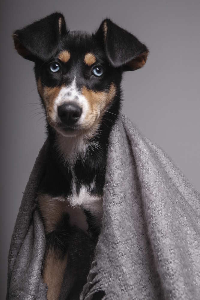 A young Japanese Terrier is wrapped in a blanket looking at the camera