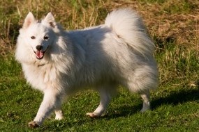 Japanese Spitz Dog Breed Information And Pictures