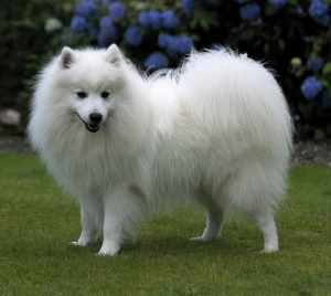 miniature samoyed size